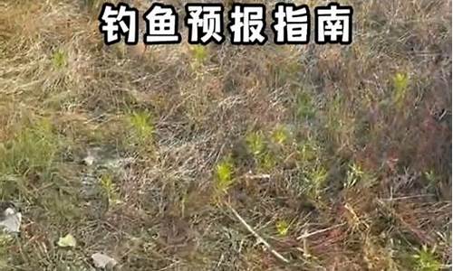 用于钓鱼的天气预报_野外钓鱼气象预报